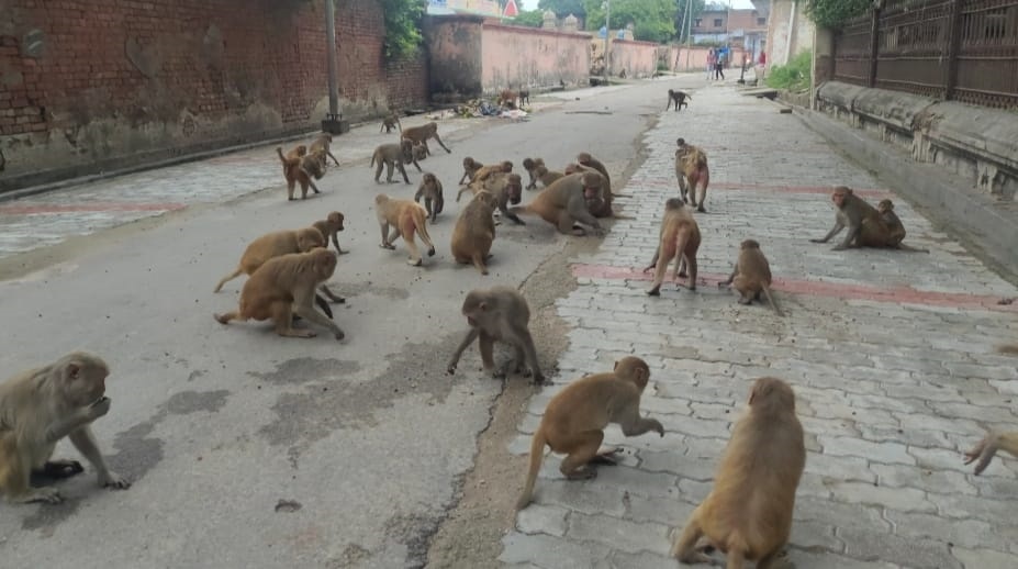 306358798 828187424853654 8115664468188247697 n - अयोध्या के बंदरों पर रिसर्च कर रहे अंतरराष्ट्रीय वैज्ञानिक, प्राकृतिक अभ्यारण में होगा वास|