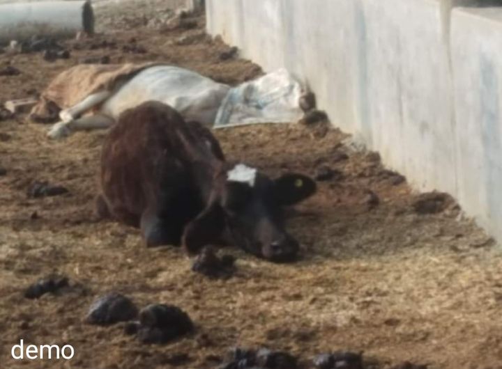 306880516 819961459009584 799442988192430716 n - मिल्कीपुर: पलिया माफी गौशाला में भी रखे गए गोवंश पशु बदहाली का शिकार