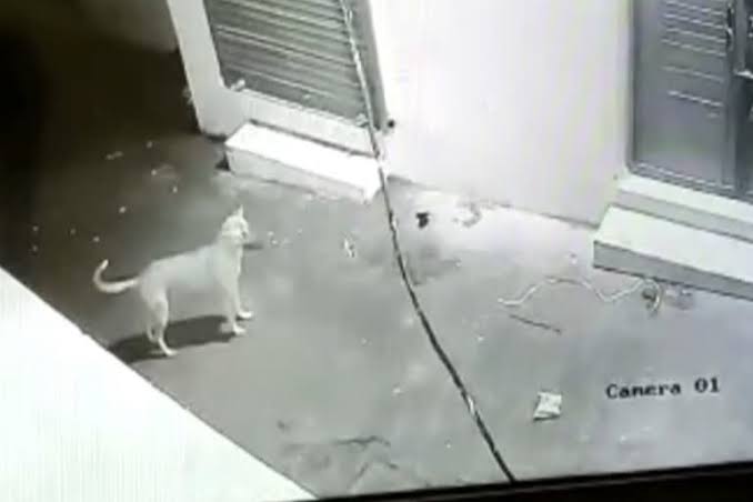 images 9 1 - भौंकने पर डंडों से पीटकर कुत्ते की हत्या।