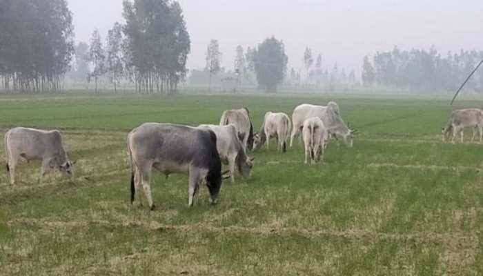 images 1 11 - आवारा पशुओं से परेशान ग्रामीणों ने एसडीएम को सौंपा ज्ञापन।