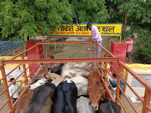 d - एक से सात सितंबर तक जनपद में छुट्टा जानवरों को शतप्रतिशत संरक्षित करने का चलेगा विशेष अभियान।
