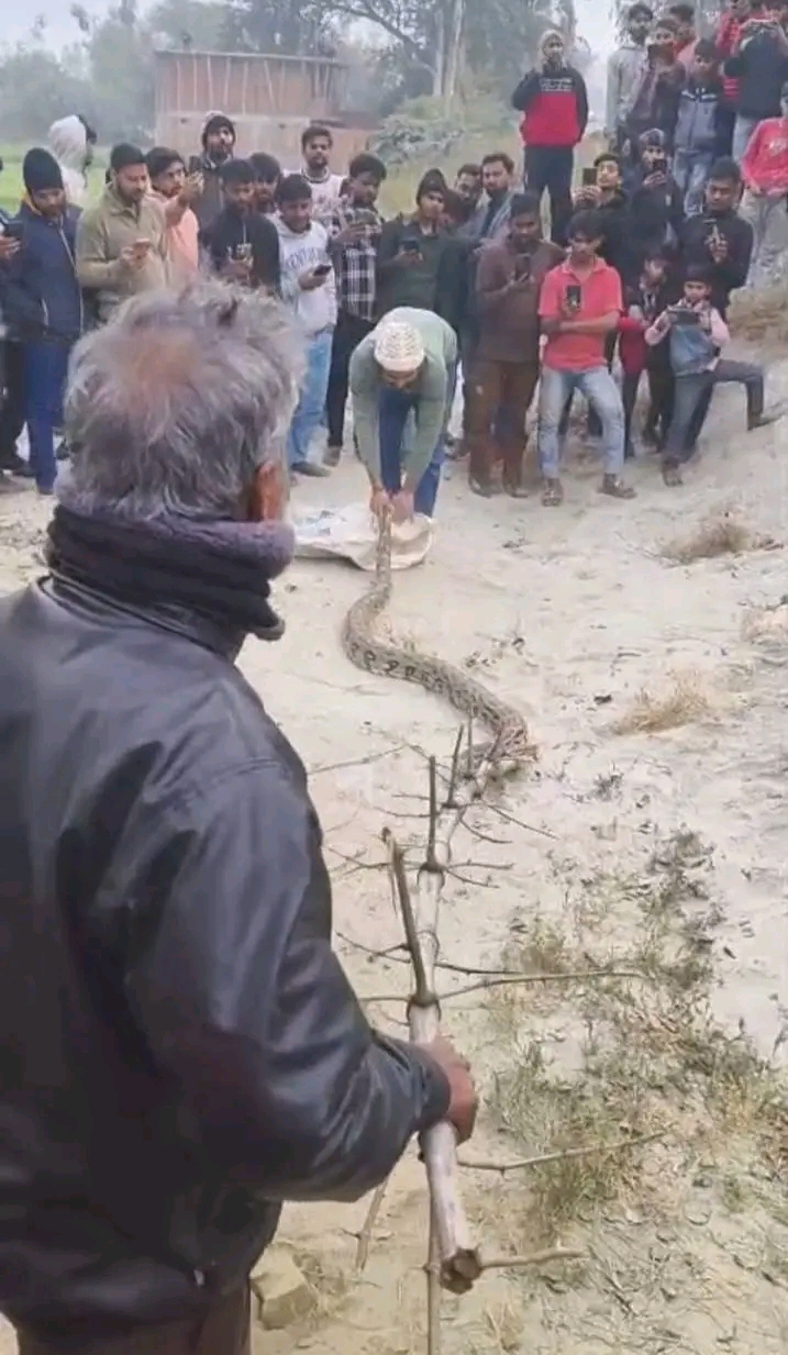 1767710603763 - अजगर निकालने के बाद मची हलचल।